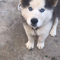 Sibirya Kurdu (Husky), Köpek  Çakır fotoğrafı