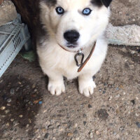 Sibirya Kurdu (Husky), Köpek  Çakır fotoğrafı