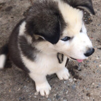 Sibirya Kurdu (Husky), Köpek  Çakır fotoğrafı