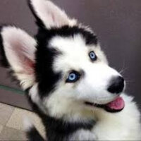 Sibirya Kurdu (Husky), Köpek  Çakır fotoğrafı