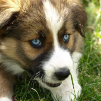 Sibirya Kurdu (Husky), Köpek  Çakır fotoğrafı