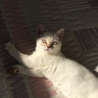 British Shorthair, Kedi  Şeker fotoğrafı