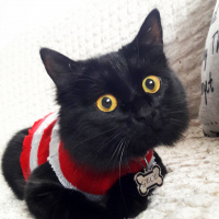 Tekir Kedi, Kedi  Gece fotoğrafı