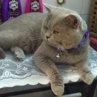 British Shorthair, Kedi  Tarçın fotoğrafı