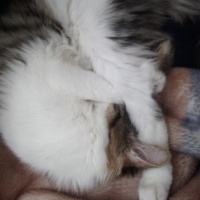 Tekir Kedi, Kedi  Pufı fotoğrafı