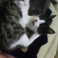 Tekir Kedi, Kedi  Pufı fotoğrafı