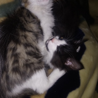 Tekir Kedi, Kedi  Pufı fotoğrafı