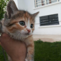 Tekir Kedi, Kedi  Alican fotoğrafı