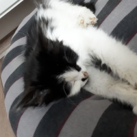 Tekir Kedi, Kedi  Pıtır fotoğrafı