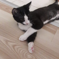 Tekir Kedi, Kedi  Smokin fotoğrafı