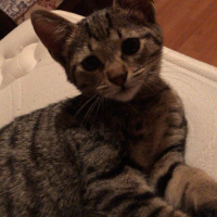 Tekir Kedi, Kedi  Medet fotoğrafı