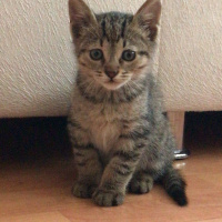 Tekir Kedi, Kedi  Medet fotoğrafı