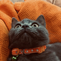 British Shorthair, Kedi  Duman fotoğrafı