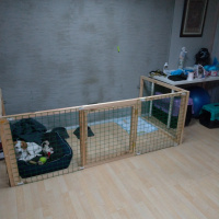 Pointer, Köpek  Paşa fotoğrafı