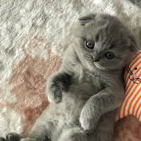 Scottish Fold, Kedi  Bella fotoğrafı