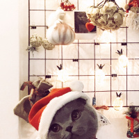 Scottish Fold, Kedi  Bella fotoğrafı