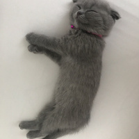 Scottish Fold, Kedi  Bella fotoğrafı
