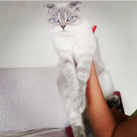 Scottish Fold, Kedi  İsimsiz fotoğrafı