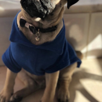 Pug, Köpek  Melo fotoğrafı