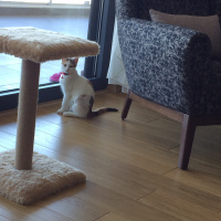 Tekir Kedi, Kedi  Sütlaç fotoğrafı