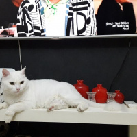 Ankara Kedisi, Kedi  Karmen fotoğrafı