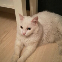 Ankara Kedisi, Kedi  Karmen fotoğrafı
