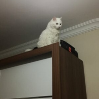 Ankara Kedisi, Kedi  Karmen fotoğrafı