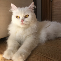 Chinchilla, Kedi  Ivy fotoğrafı