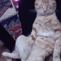 Sarman, Kedi  Yakışıklı fotoğrafı