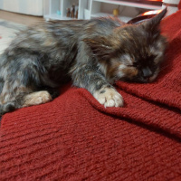 Norwegian Forest, Kedi  Tata fotoğrafı
