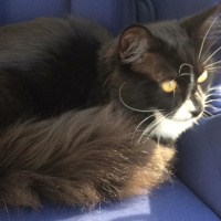 Somali, Kedi  Zeytin fotoğrafı