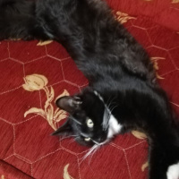 Somali, Kedi  Zeytin fotoğrafı