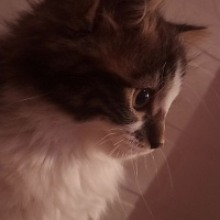Norwegian Forest, Kedi  Luna fotoğrafı
