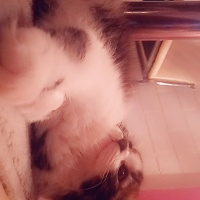 Norwegian Forest, Kedi  Luna fotoğrafı