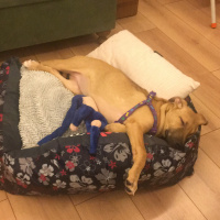 Labrador Retriever, Köpek  Jonsey’e Acil Yuva fotoğrafı