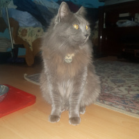 Nebelung, Kedi  Mestan fotoğrafı
