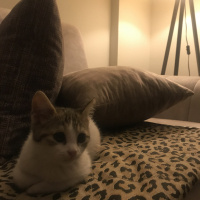 Tekir Kedi, Kedi  Çarlime Yuva arıyorum fotoğrafı