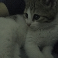 Tekir Kedi, Kedi  Çarlime Yuva arıyorum fotoğrafı