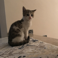 Tekir Kedi, Kedi  Çarlime Yuva arıyorum fotoğrafı