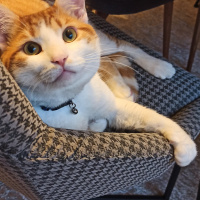 Sarman, Kedi  Osman fotoğrafı