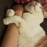 Sarman, Kedi  Osman fotoğrafı