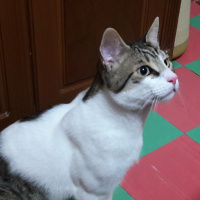 Tekir Kedi, Kedi  Luxor fotoğrafı