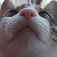 Tekir Kedi, Kedi  Luxor fotoğrafı