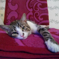 Tekir Kedi, Kedi  Uras fotoğrafı