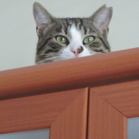 Tekir Kedi, Kedi  Uras fotoğrafı