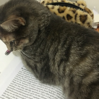 Tekir Kedi, Kedi  Minnos fotoğrafı