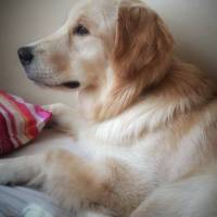 Golden Retriever, Köpek  ŞEKER fotoğrafı
