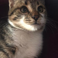 Tekir Kedi, Kedi  Charlie fotoğrafı