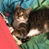 Tekir Kedi, Kedi  Charlie fotoğrafı