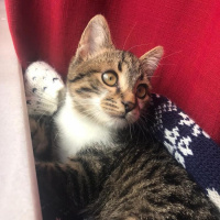 Tekir Kedi, Kedi  Charlie fotoğrafı